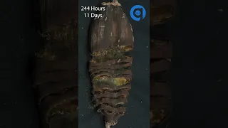 30 Days Banana Twin Timelapse #Shorts