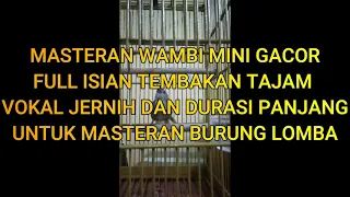 Download MASTERAN WAMBI MINI FULL ISIAN TEMBAKAN TAJAM VOKAL JERNIH DAN DURASI PANJANG ISIAN BURUNG LOMBA MP3