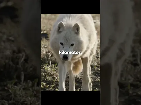 Anak Serigala Ini Ditinggalkan Ayahnya Ditengah Jalan πΊβ€οΈβπ©Ή