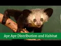 Aye Aye Interesting Facts and Features Aye Aye Distribution and Habitat