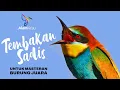 Download Lagu SUARA BURUNG KECIL ISIAN FULL TEMBAKAN SADIS TAJAM RAPAT UNTUK MASTERAN  | Tembakan Burcil