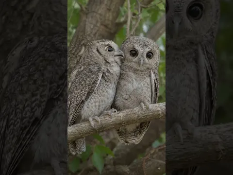 Casal de Corujas#corujas# casaldecorujas