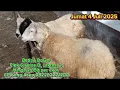 Download Lagu Update Harga Kambing \u0026 Domba Pasar Hewan Singaparna 04/07/2025