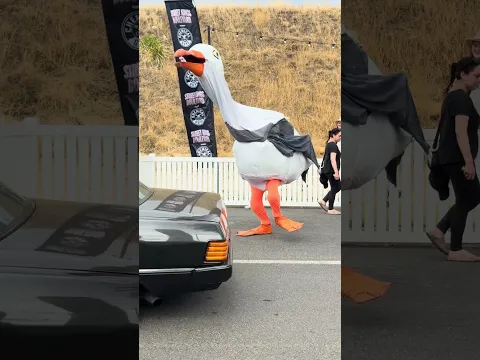 π¦ Giant Seagulls attack Calder Park Raceway!