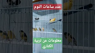 عدد ساعات نوم طيور الكناري للحفاظ على الصحة و الانتاج 