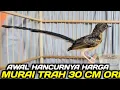 Lagu HANCUR SUDAH HARGA MURAI TRAH 30 CM ORI HARI INI DIKIOS PASAR BURUNG PRAMUKA