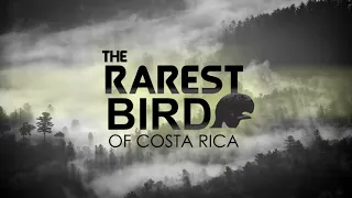 Download The Rarest Bird of Costa Rica MP3