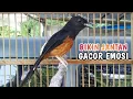 Download Lagu AMPUH❗Murai Batu Betina Memanggil Jantan | TERAPI MURAI Kurang Gacor TERAMPUH !!