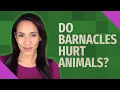 Do barnacles hurt animals