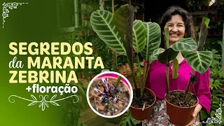 SEGREDOS da MARANTA ZEBRINA