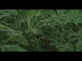 Download Lagu Heavy Rain Thunderstorm Sounds | Rainstorm Sounds For Relaxing, Focus, Sleep, Meditation | 4K