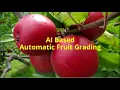 AI Based Automatic Fruit Grading