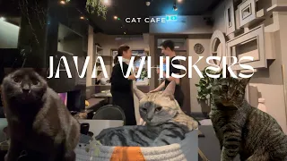 JAVA WHISKERS CAT CAFE