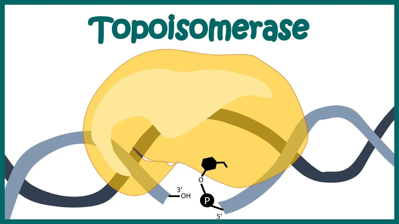 Topoisomerase 1 and 2 mechanism | How Topoisomerase works? | Animated biology | Molecular biology