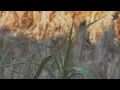 HIVI! - Siapkah Kau 'tuk Jatuh Cinta Lagi (Official Music Video) by Ezra Mandira