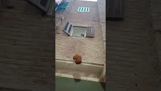 البنت وقعت من الشباك      دندنها