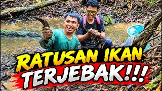 Kami Menemukan Genangan Air Penuh Ikan Jumbo Yang Terjebak ft @bocahpecicilan@borneo_rawa_island