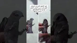 طير الابابيل الذي دمر أصحاب الفيل بأمر من رب العرش العظيم لو اول مره تشوفو اكتب سبحان الله 