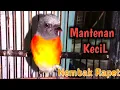 Download Lagu burung mantenan kecil suara ngeroll untuk pikat.