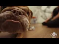 Celina EDC Business Connection - Monarch Veterinary Hospital