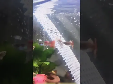 🦀 This Naughty Pet Crab Keeps Getting Into Trouble! 😂 #shorts