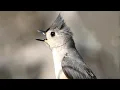 Tufted titmouse call song sounds Bird