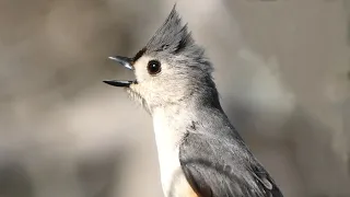 Tufted titmouse call song sounds Bird