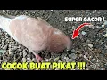 Download Lagu COCOK BUAT PIKAT !!! SUARA BURUNG MERPATI GACOR | JANTAN KELABU SUPER BEKUR ANIMAL TOYS