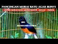 Download Lagu MURAI BATU GACOR ~ FULL ISIAN CUCAK CUNGKOK - PANCINGAN MURAI AGAR BUNYI  - MASTERAN MURAI BATU