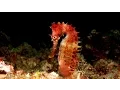 Download Lagu Scuba Diving Bali - Amed \u0026 Padang Bai (2016) HD
