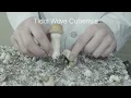 Tidal Wave Mushrooms The Best New Cubensis Strain Strain Overview Ep 1