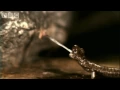 Download Fastest animals on Earth in slow motion - Animal Camera - BBC mp4 3gp mp3 videos - waplic
