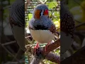 Download Lagu Suara Zebra Finch - burung finch jantan bernyanyi #burung #burung #finch #suaraburung #kicauanburung