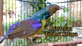 kolibri kelapa wiceh manggar pancingan burung bahan dengan suara korlap metalik gacor