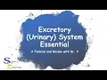 Excretory Urinary System Essentials Dr V