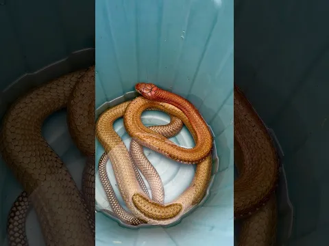 King cobra merah sumatra #snake #diazborneo #redkingcibra
