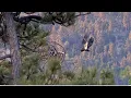 Download Lagu Sisters Sunny \u0026 Gizmo Wake Up Together \u0026 Soar The Skies! 🌅 ✈️  Big Bear Eagles @FOBBVCAM 6.17.25