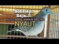 Download Lagu PERKUTUT LOKAL GACOR MBEKUR bikin EMOSI Lawan jadi NYAUT BUNYI ikutan manggung 