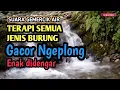 Download Lagu Suara gemercik air yang banyak disenangi burung, Terapi burung macet bunyi