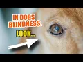 BLINDNESS in DOGS Symptoms Treatments and How to Care