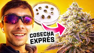 Cultivo 9 Plantas en 84 Días | ¿Velocidad perjudica calidad? Elixir