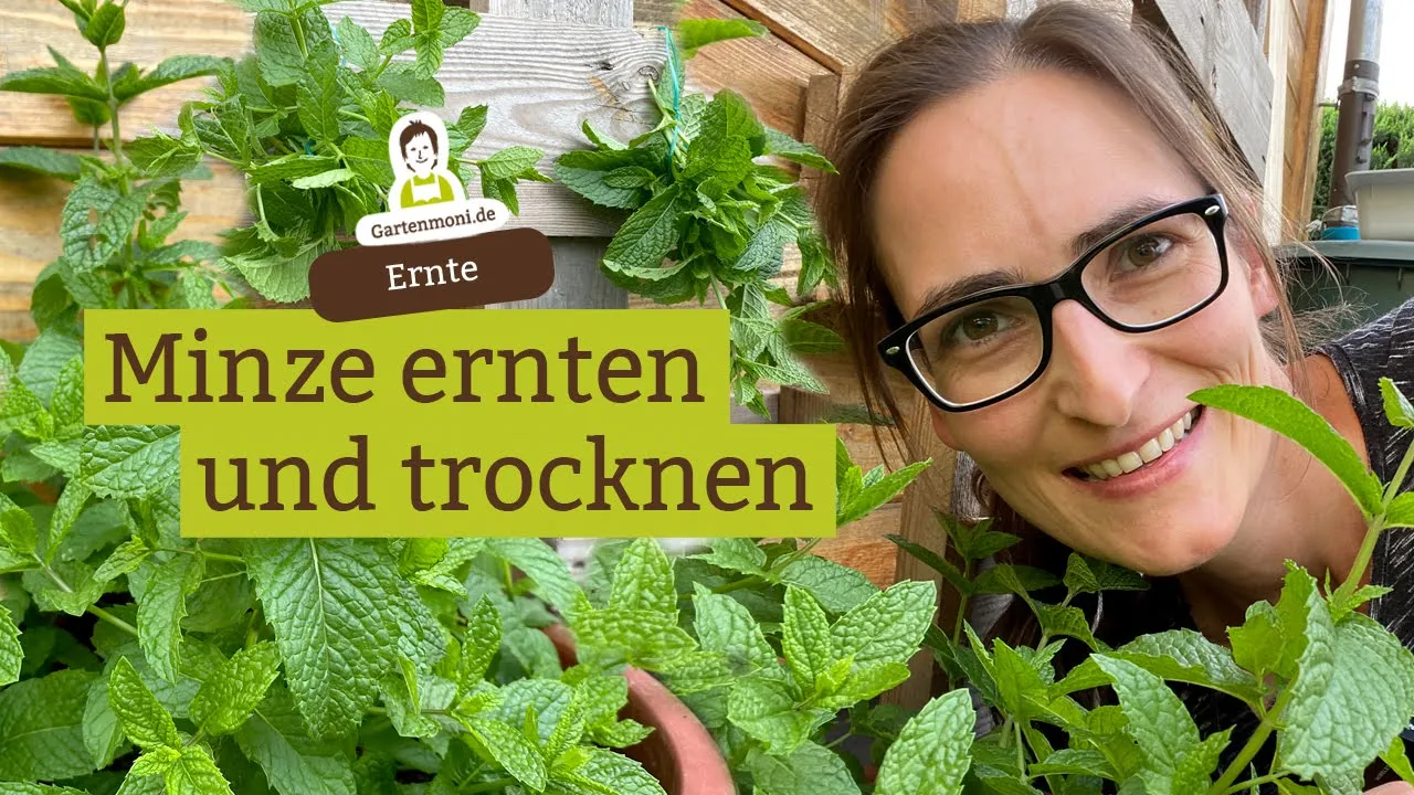 Himbeer-Mascarpone-Trüffel | SWR Kaffee oder Tee