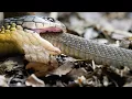 Warning Here s a King Cobra Swallowing Another Snake Whole