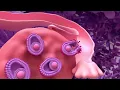 Menstrual Cycle Basics | 3D animation (1/2)