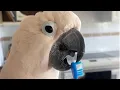 Nothing better than getting a new toothbrush