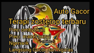 Download Smart Mastering !! Terapi Air pleci Sangat Ampuh Untuk Pleci supaya cepat Buka Paruh Dan NgaLas. MP3