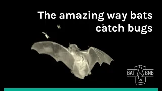 How do bats catch bugs