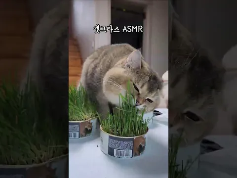 요청하신 소금이 캣그라스 ASMR