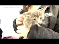 NJ shelter launches first Kitten College to save newborn kittens