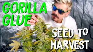 gorilla glue seed to harvest grow journal from seedstockers gg 4 strain review home grow tv